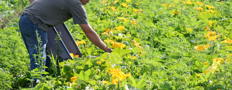 Vivre à la campagne et nourrir la ville