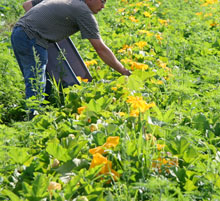 Vivre à la campagne et nourrir la ville