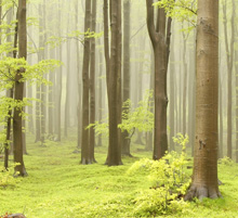Du silence et du bruit